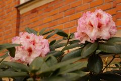 2019.05.01-Mala-galeria-ogrodowa_01